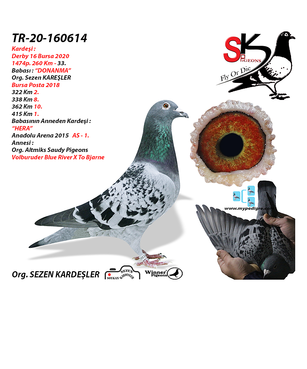 TR 20-160614 ERKEK - Winner Pigeons